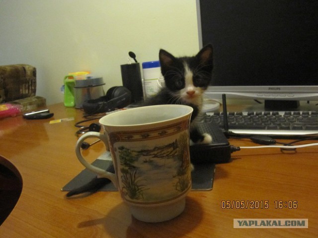 Котовторник   02.06.2015