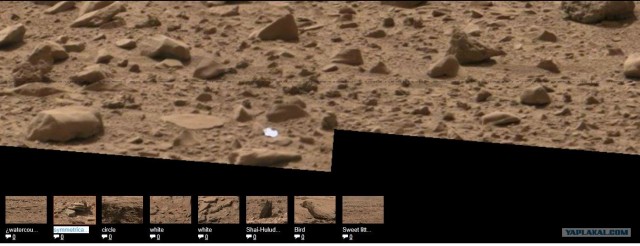 100 дней любопытства