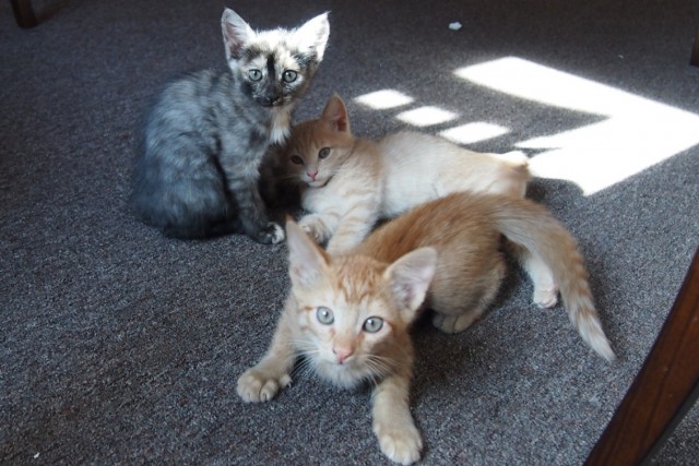 Котовторник 25.08.2015