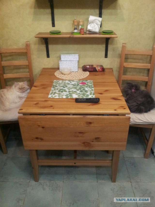 Котовторник 17.11.2015