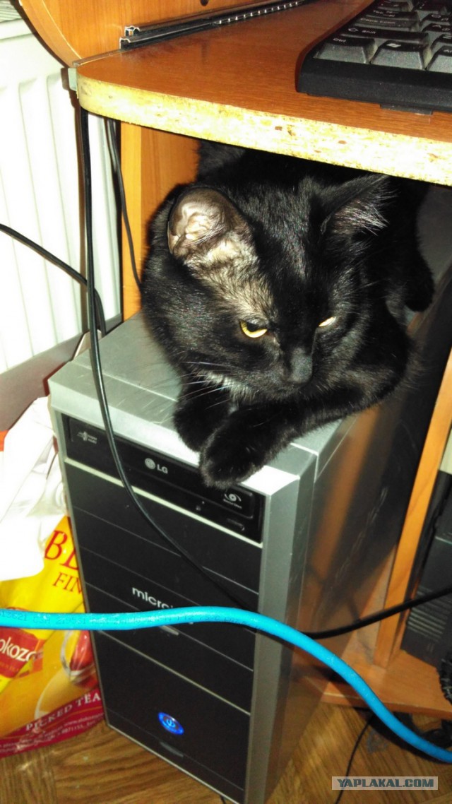 Котовторник 22.12.2015