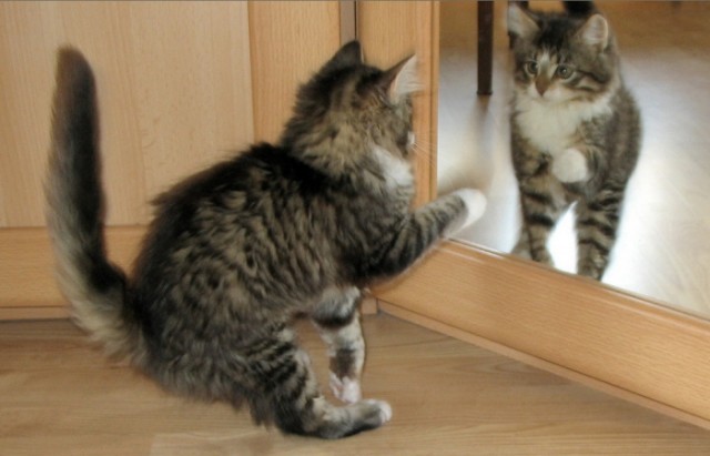 Коты, кошки, котята