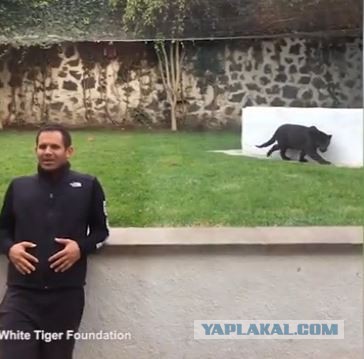 Крадущаяся пантера