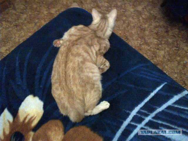Котовторник 04.10.16