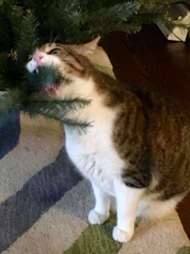 Коты из сети