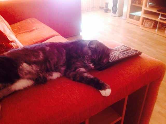Котовторник 28.02.2017