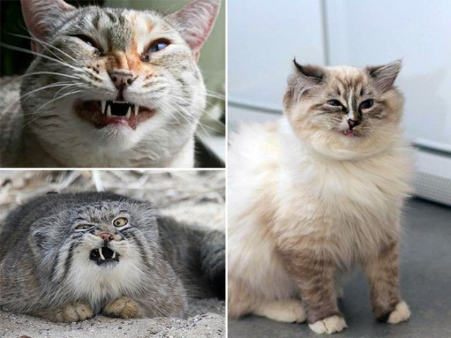 Коты и Кошки