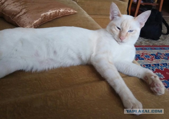 Котовторник 28.03.2017