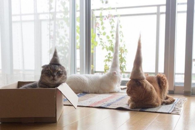 Коты и Кошки