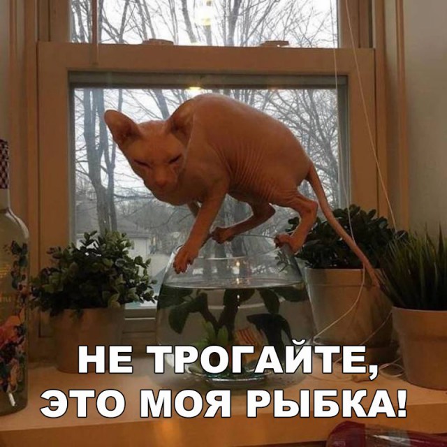 Коты и Кошки