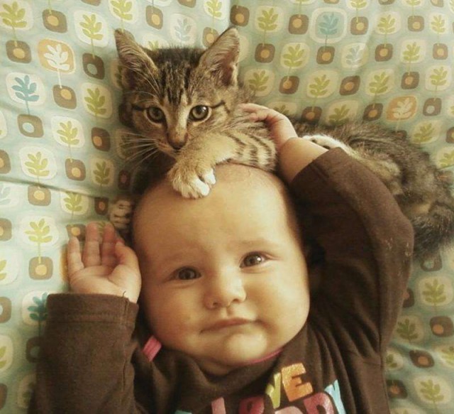 Коты и Кошки