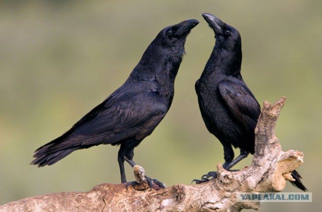 Учёные заявили, что вороны планируют дела не хуже людей