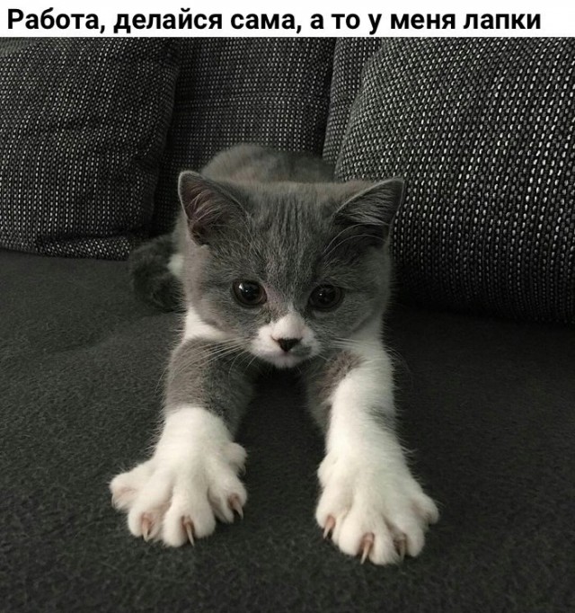 Коты и Кошки
