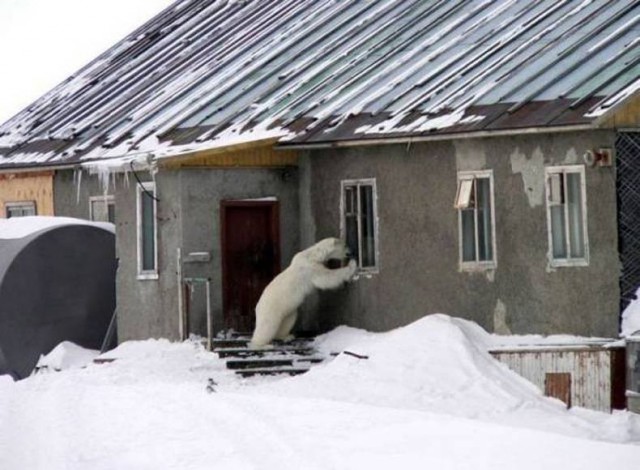 Живность из сети
