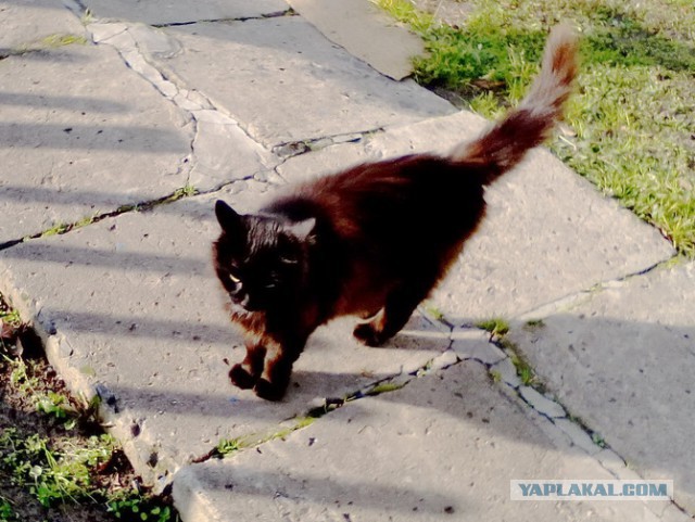 Котовторник 16.01.2018
