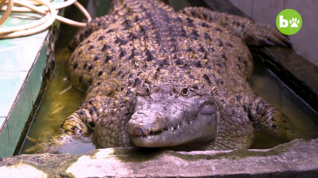 В индонезийской семье 20 лет живет 200-килограммовый крокодил