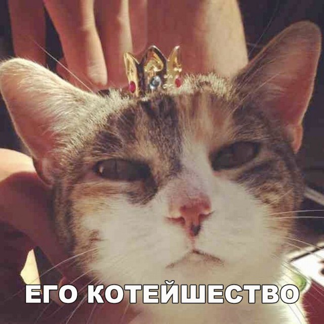 Подборка настоящих котов