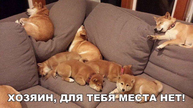Живность из сети