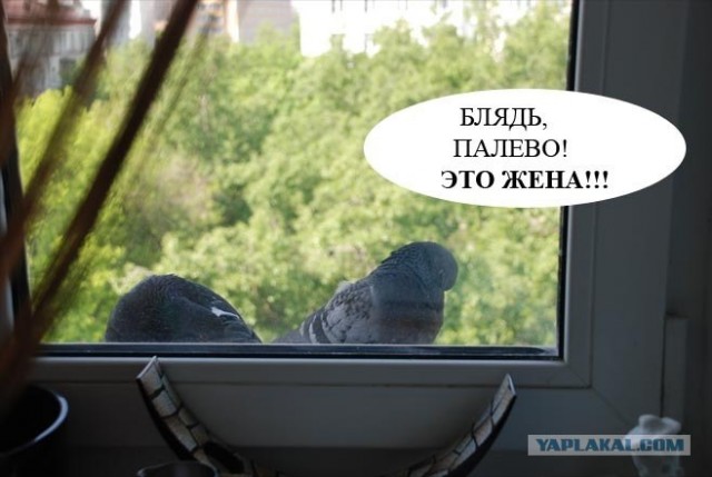 Как снимать без палева на телефон Любовь и голуби на новый лад! - ЯПлакалъ