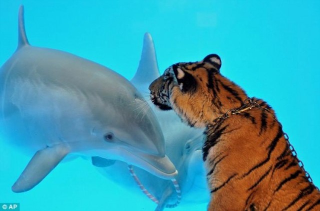Дельфин и тигр