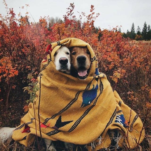 Живность из сети