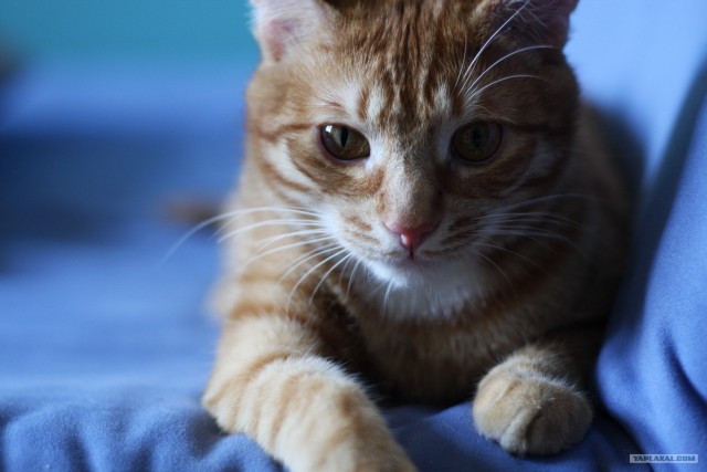 Котовторник 27.12.11