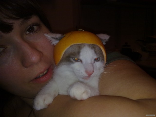 Котовторник (10.01.2012)