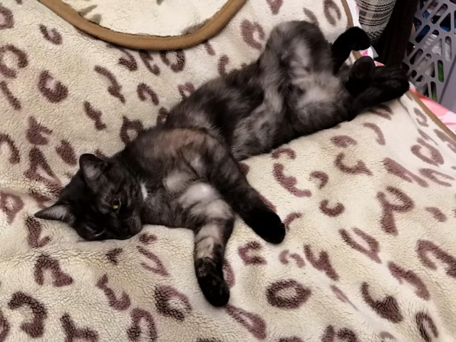 Немного милоты