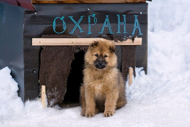 Живность из сети