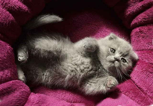 Немного милоты