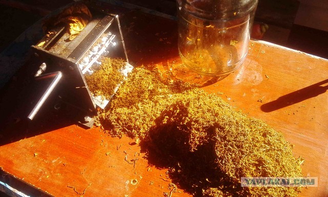 Откуда табак берется