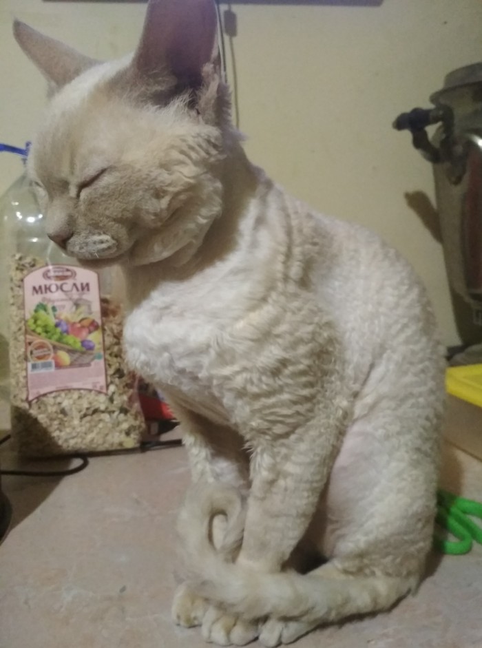 Ура! Лысовторник