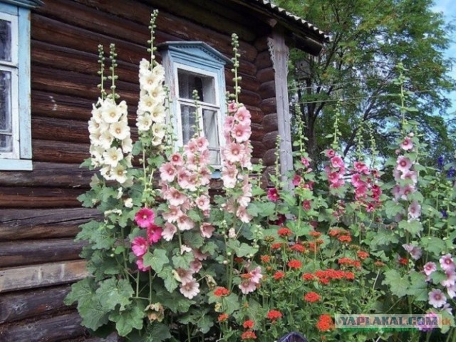 Двор в Карелии и двор в Финляндии