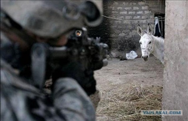 Фотожаба: Дима Билан