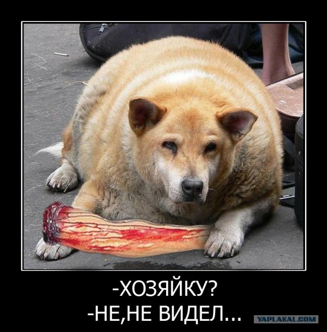 Вези меня собакен