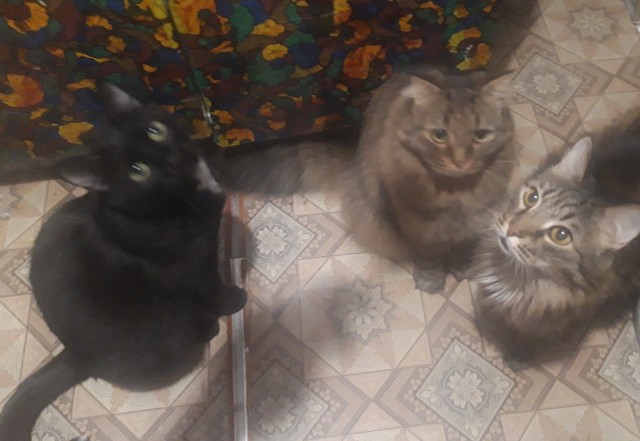 Котовторнику быть!