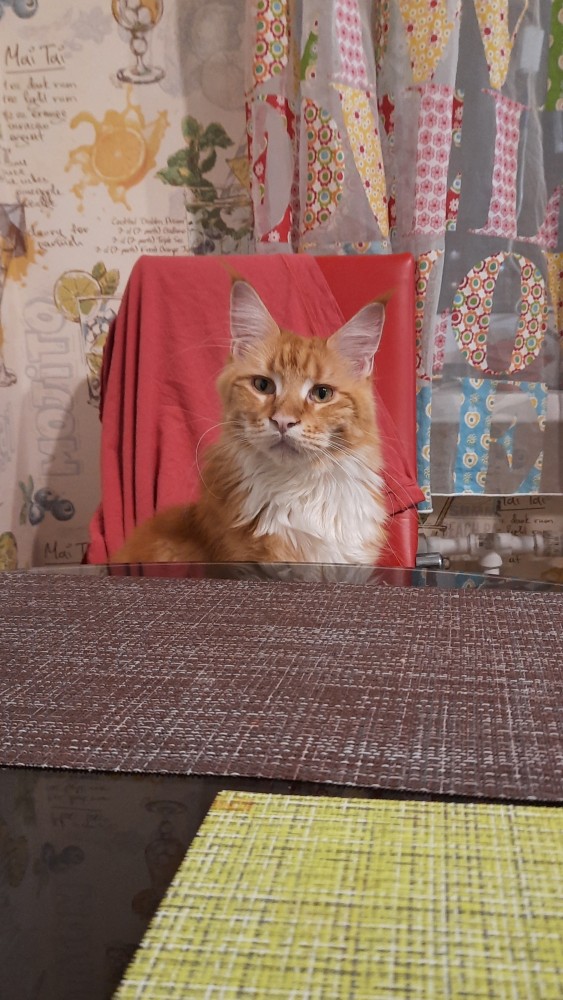 Котовторнику быть!