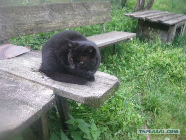 Жизнь домашнего приюта для котеек 362