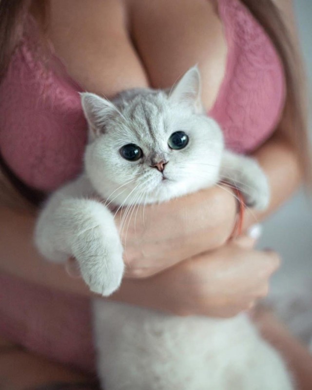 Девушки котовторника
