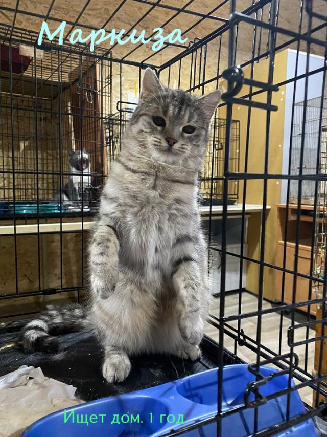 Жизнь домашнего приюта "Котоленд" 322
