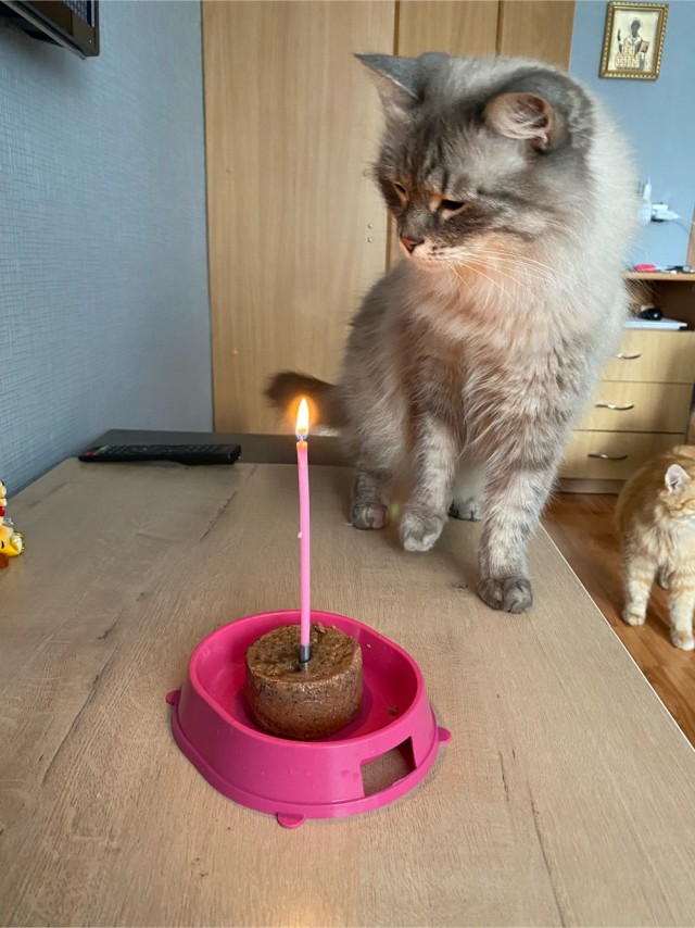 А вот и котовторник 24.05.2022