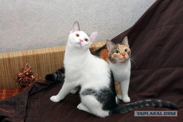 Котовторник  19.03.2013