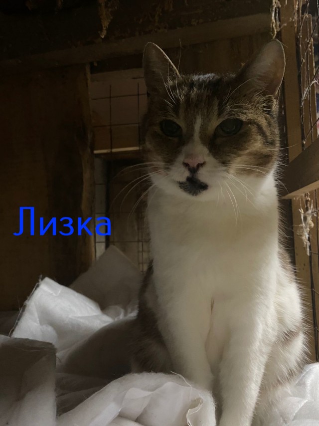 Жизнь домашнего приюта "Котоленд" 420