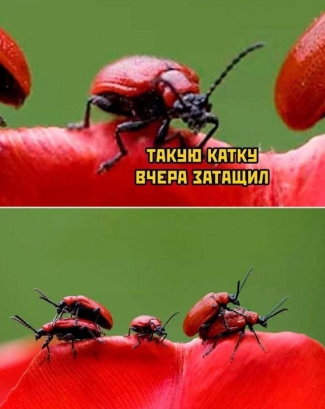 Так себе картинки 16.10.24