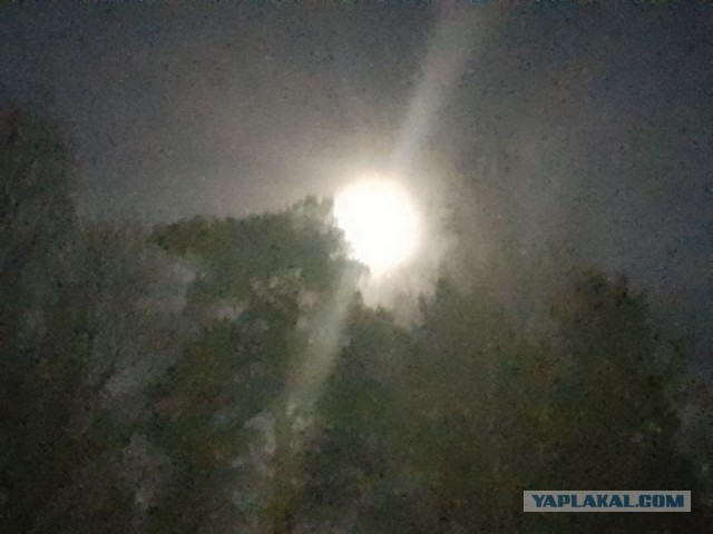 Жизнь домашнего приюта для котеек 524