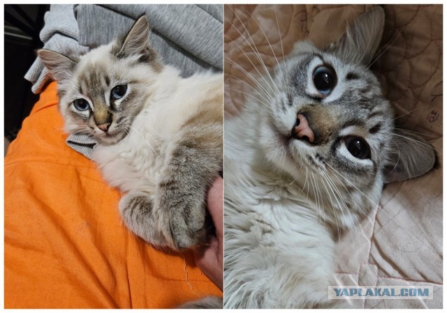 Коты, которые смирились со своей участью