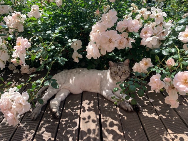 Нефотогеничный кот