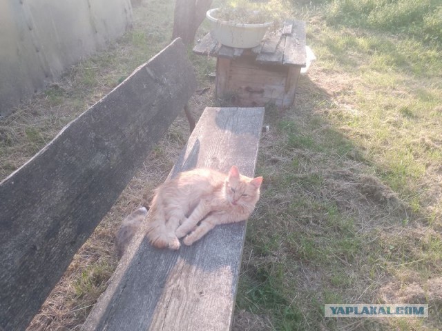 Жизнь домашнего приюта для котеек 554