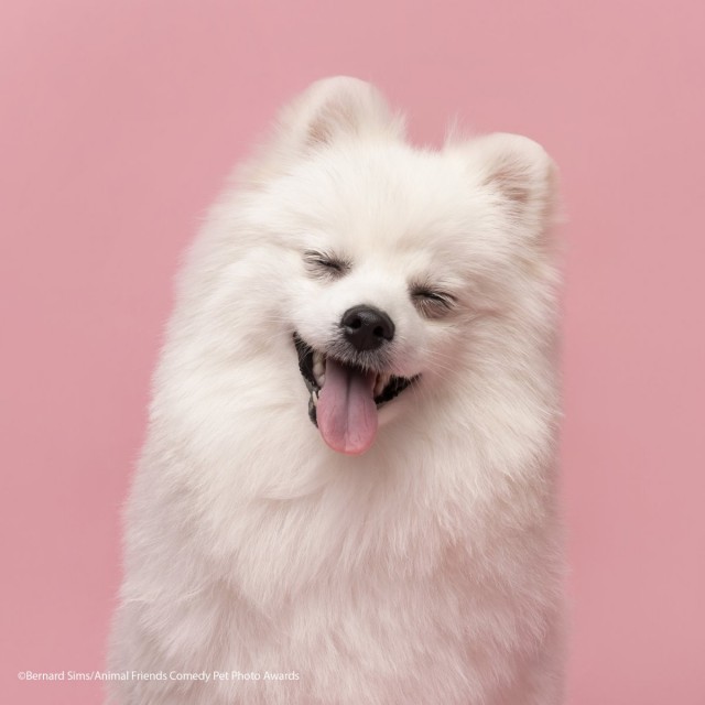 Самые смешные собаки-улыбаки за всю историю конкурса Comedy Pet Photography Awards