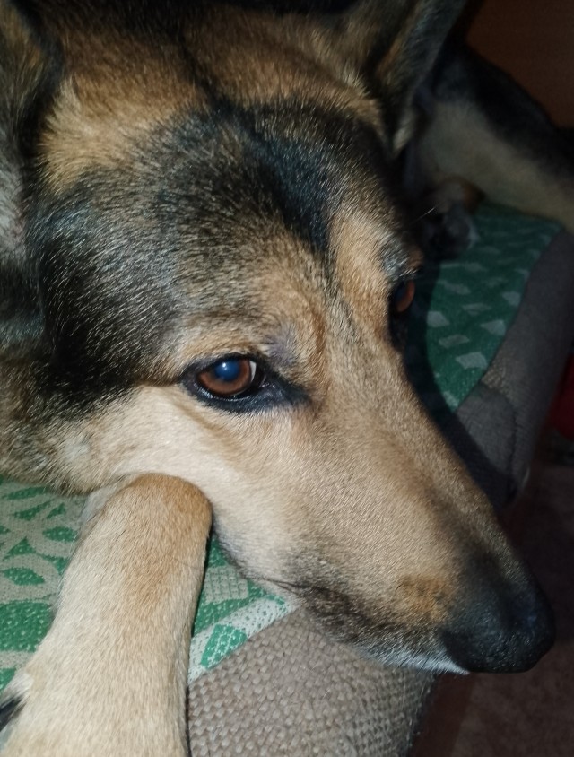 Как Зефир объединил мир. Щенка, спасённого на трассе, завалили подарками